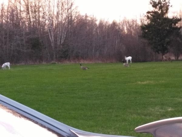 Grand-Digue Electric 2014 Inc