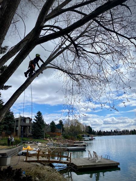 Chinook Arbor Services