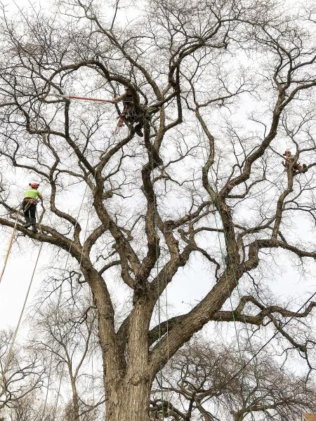 Trilogy Tree Services Ltd.