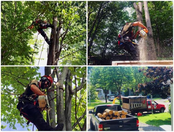 Morgan Tree Service