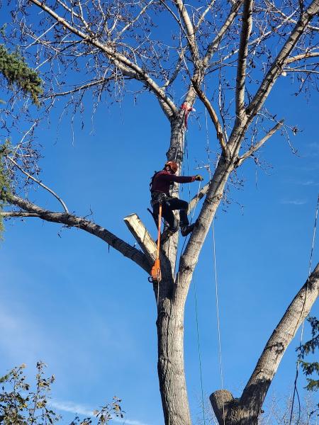 Gerry's Cheapest Tree Removal