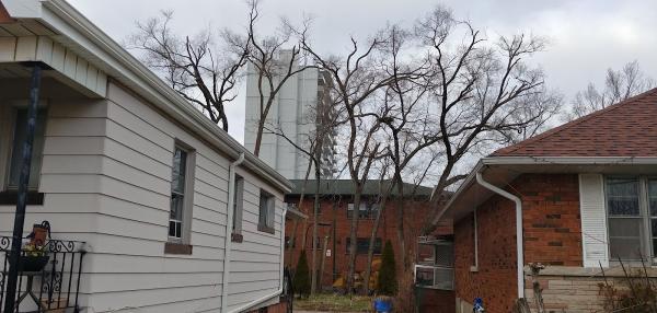Tree Masters