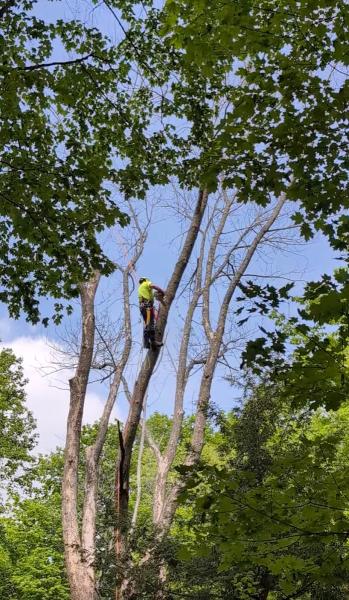 Branch Manager Tree Care