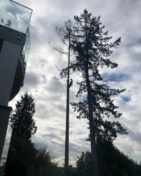 M McConkey Arborist Services Ltd