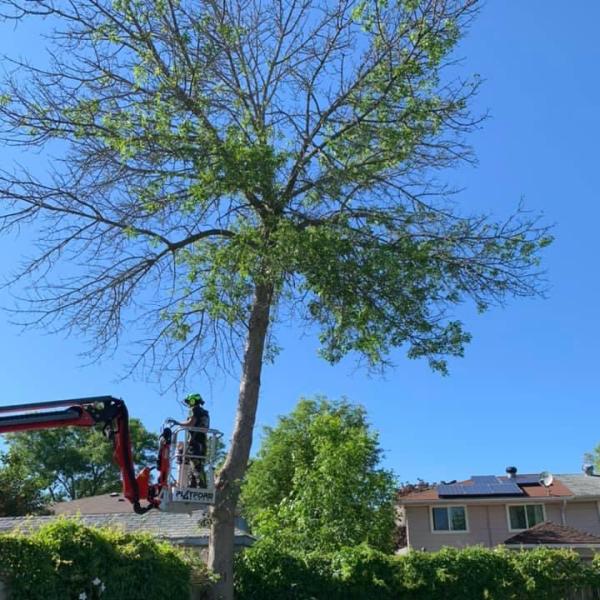 Active Tree Care