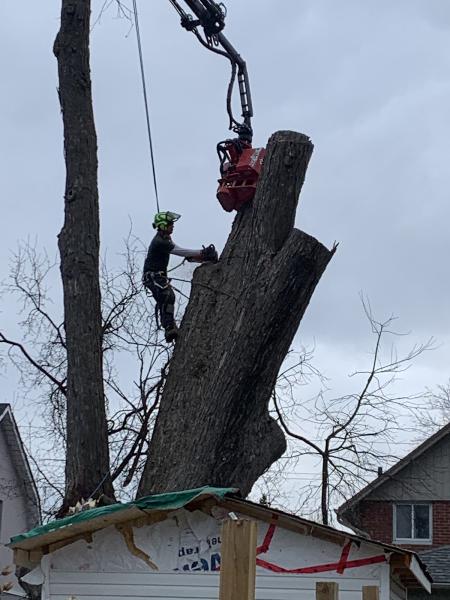 Active Tree Care