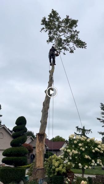 Andy's Tree Service Powered By Leschied Enterprises Inc.