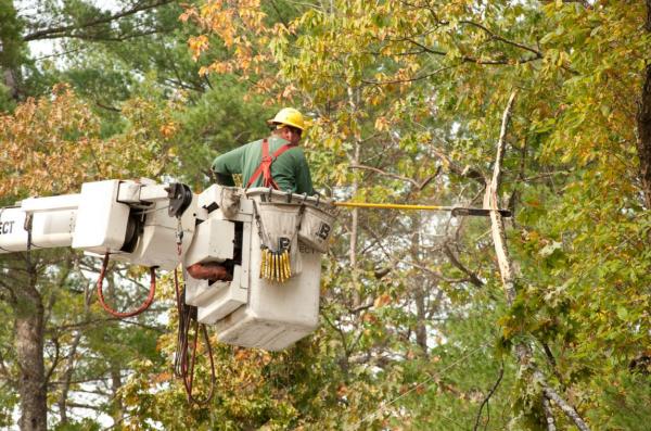 Tree Removal Buffalo NY