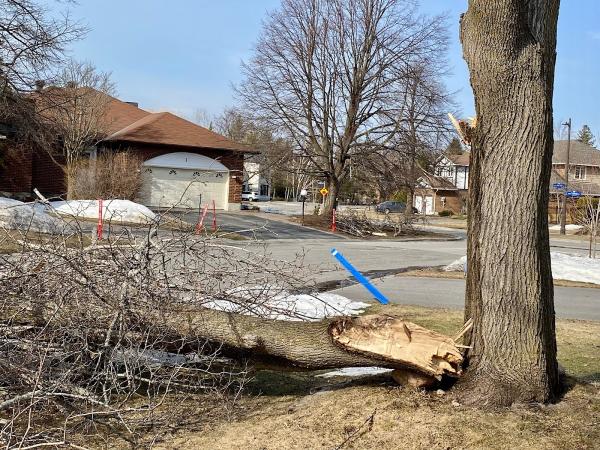 Stittsville Tree Service