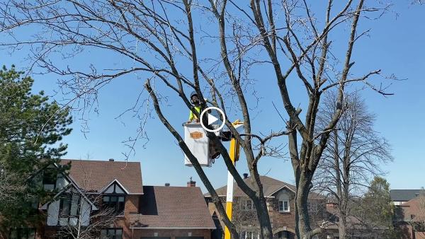 Stittsville Tree Service