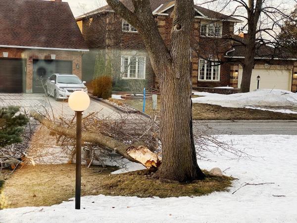 Stittsville Tree Service