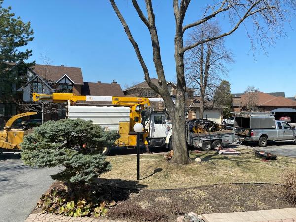 Stittsville Tree Service