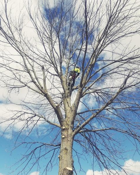 From the Ground Up Tree Services Inc