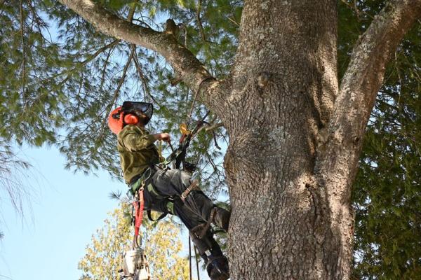 Arboriculture Nootka