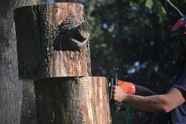 Arboriculture Nootka