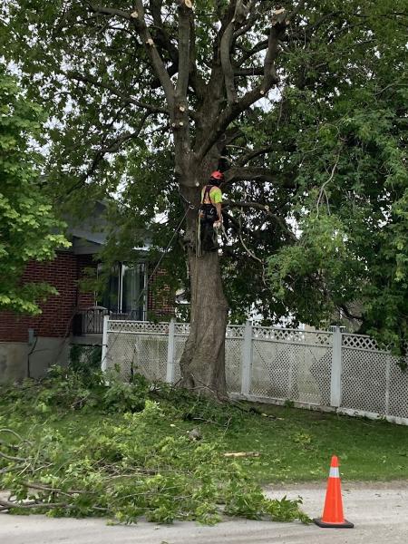 Arboriculture Nootka