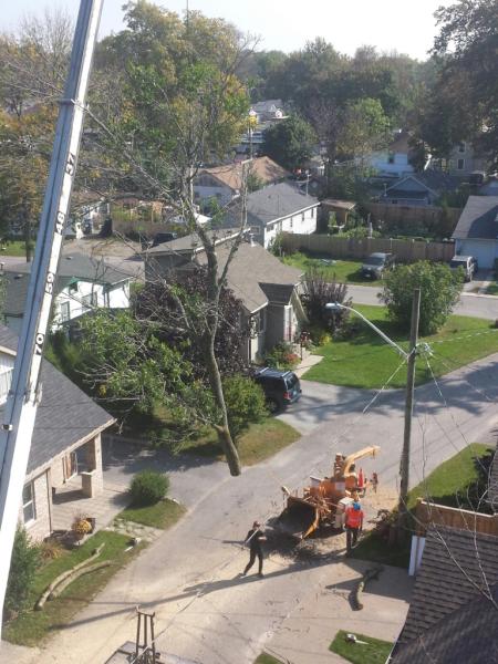 Beaver Tree Service