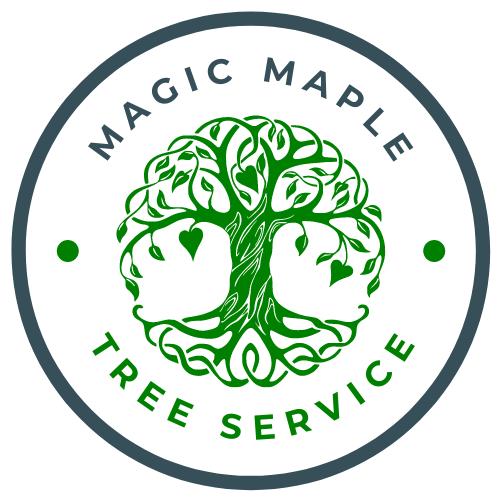 Silver Maple Tree Service