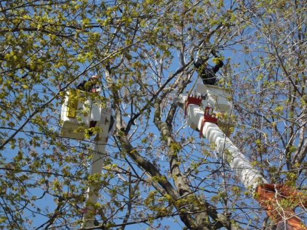 Service d'Arbres Nature