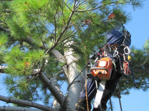 Service d'Arbres Nature