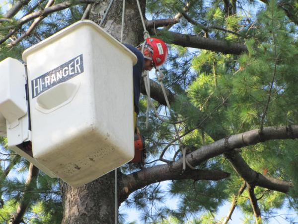 Service d'Arbres Nature