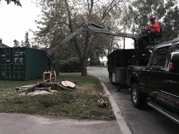 Service Des Arbres Arborik