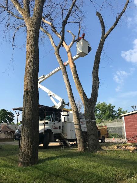 Service Des Arbres Arborik