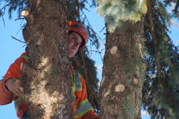 Beckett Tree Service