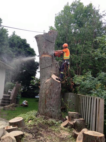 Beckett Tree Service