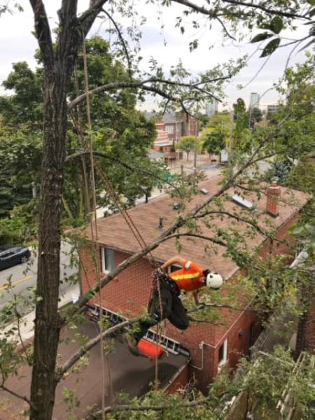 Everest Tree Care Ontario Inc.