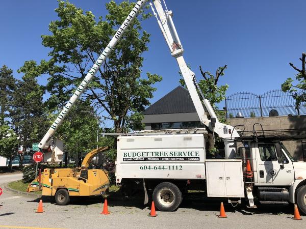 Budget Tree Service