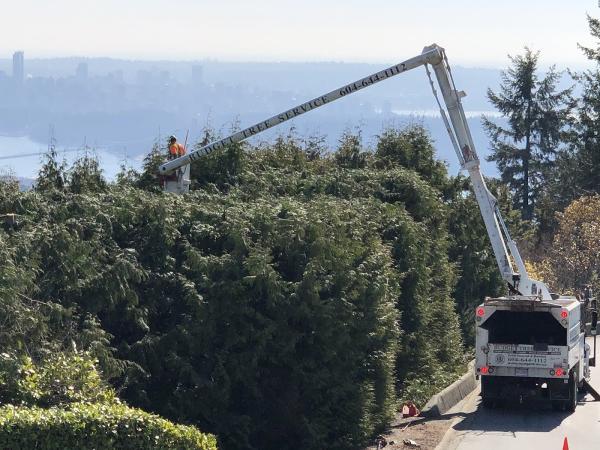 Budget Tree Service