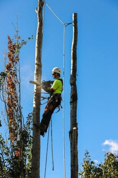 Sturgeon Valley Tree Service