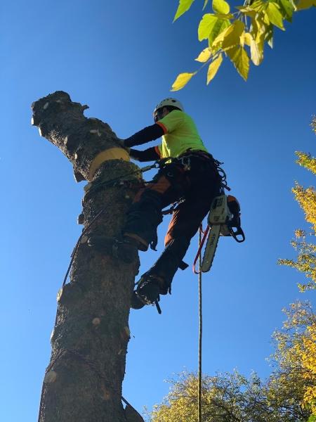 Sturgeon Valley Tree Service