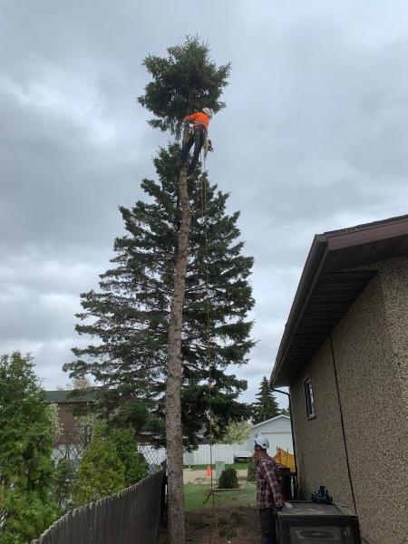 Sturgeon Valley Tree Service