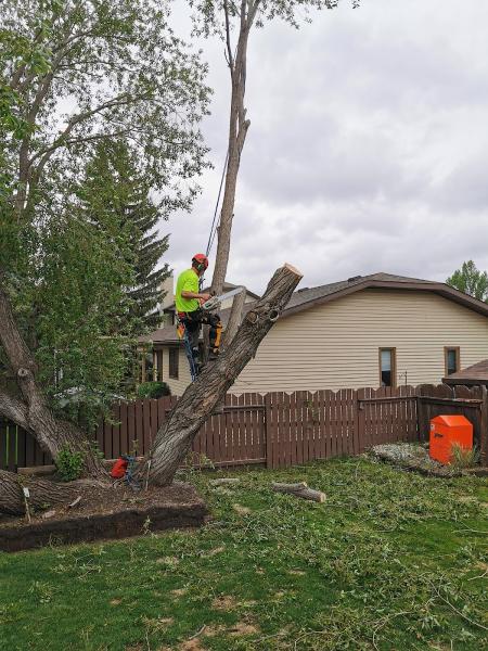 Living Skies Tree Service