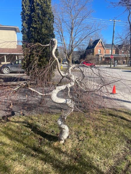 Southern Tree Service