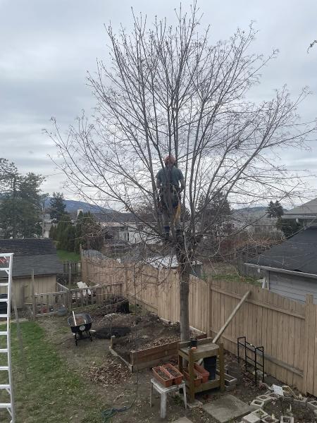 Timberwolf Tree Service