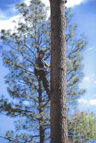 Timberwolf Tree Service