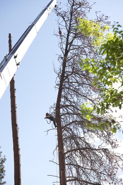 Timberwolf Tree Service
