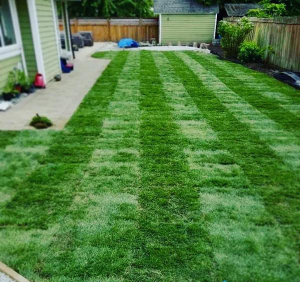 Sod Guru