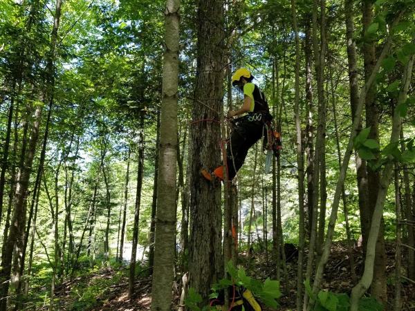 Arbos.ca (Services d'Arbres Verts)