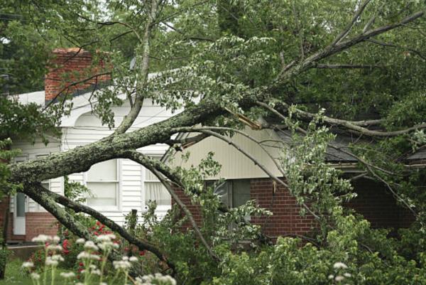Powell Tree Services