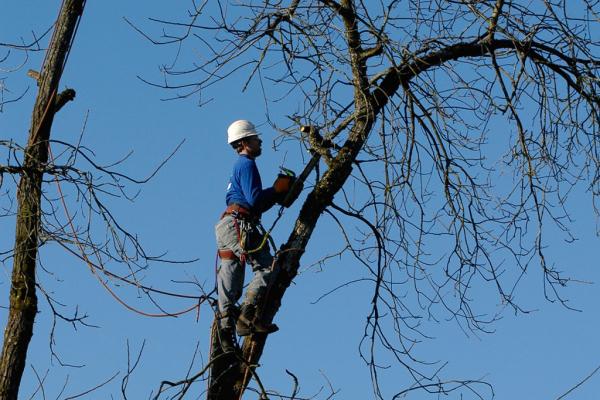Tree Service Cambridge