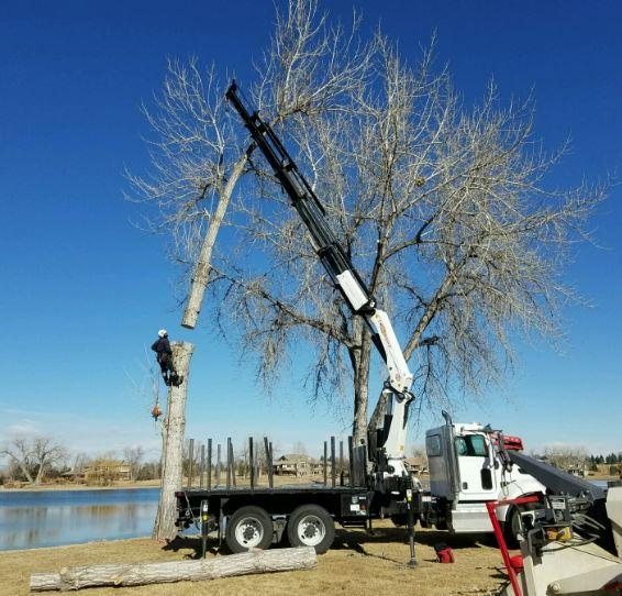 Tree Service Cambridge