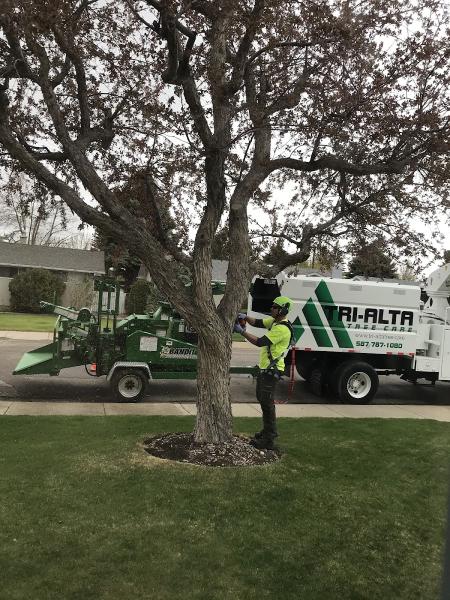 Tri-Alta Tree Care Inc