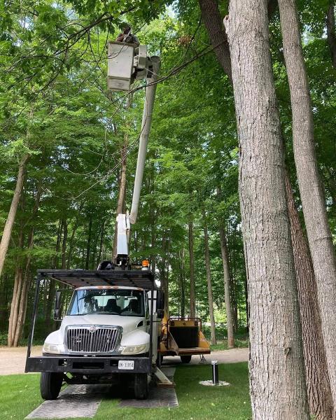 Transform Tree & Shrub Care