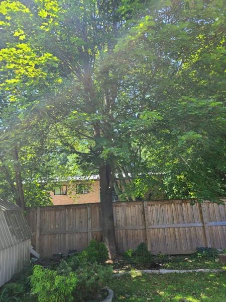 Transform Tree & Shrub Care