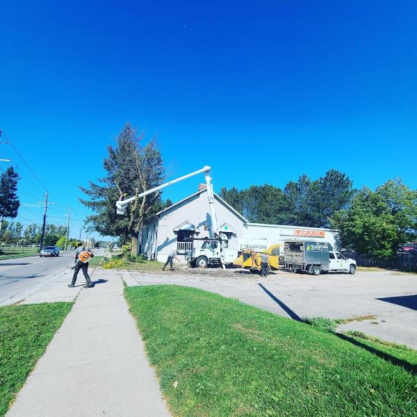 Transform Tree & Shrub Care