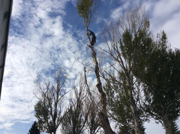 Turning Leaf Tree Service